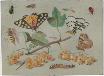 Étude de papillon et d