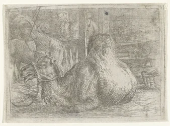 Chameau couché