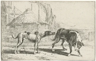 Chien mâle et femelle