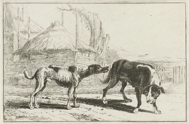Chien mâle et femelle