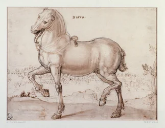 Étude pour un cheval. Dessin de Giovanni Stradano (Jan van der Straet) (1523-1605) Florence, Gabinetto Disegni e Stampe, Uffizi
