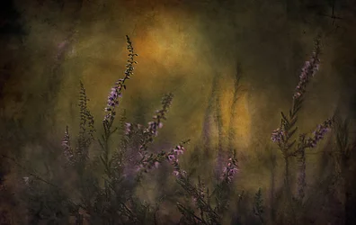 Bruyère violette rêveuse