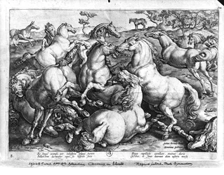 Chevaux dans la nature