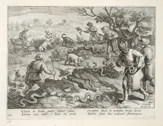 Vipères italiennes mangeant des crapauds, planche 60, illustration de 