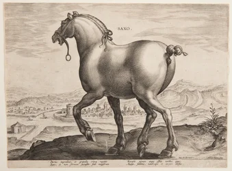Un cheval saxon, du premier ensemble de "Equile Joannis Austriaci"