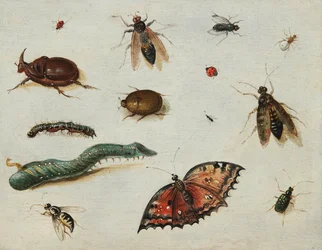 Insectes