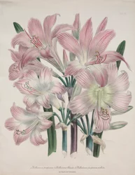 Lys Belladonna : Amaryllis belladonna