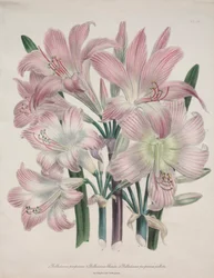 Lys belladone : Amaryllis belladonna