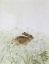 Lapin