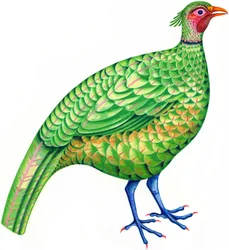 Faisan