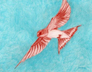 Hirondelle rustique en bleu clair, vers 2025 (pastel et crayon de couleur sur papier)