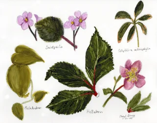 Illustration botanique avec des verts et des roses, vers 2025 (techniques mixtes)