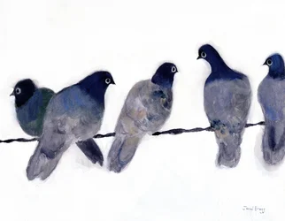 Pigeons d