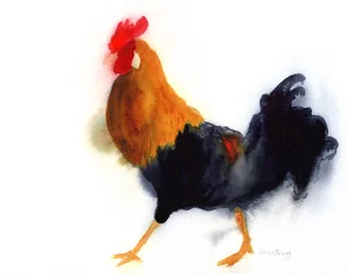 Coq à Kauai au parc Lydgate, c. 2019 (aquarelle sur papier)