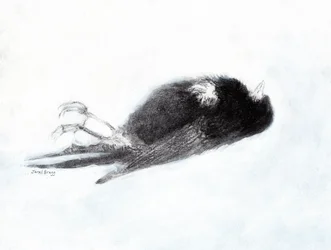 Vulnérabilité et mort en hiver (Dead Bird by my Stairwell II, c.2019) fusain et gesso sur papier).