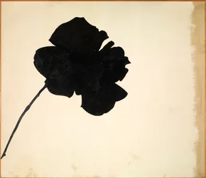Sans titre - Rose noire