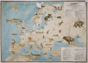 Carte des animaux d