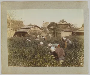 Cueillette du thé, Japon