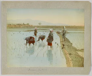 Transplantation du riz, Japon