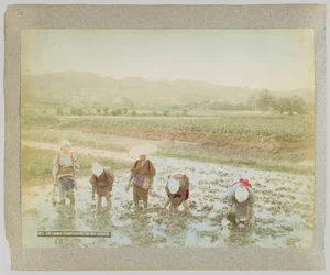 Repiquage de jeunes pousses de riz, Japon