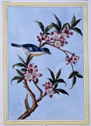 Oiseau - estampe japonaise