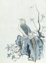 Oiseau sur un rocher