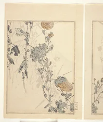 Chrysanthèmes