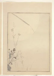 Chrysanthèmes