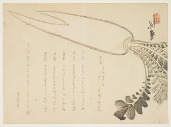 Radis Daikon, janvier 1864