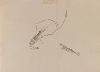 Dessin de deux écrevisses
