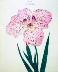Ezo-Nishiki, no.41, 1898