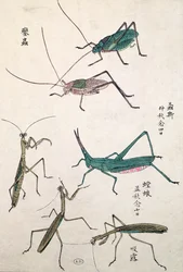 Sauterelles et mantes (impression sur bois en couleur)