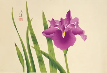 Iris, pub. c.1950
