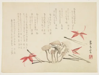 Champignons, feuilles d