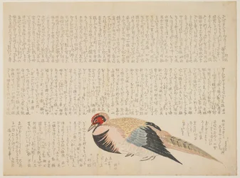Faisan, c.1818-29