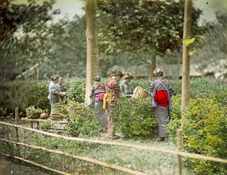 Cueillette de thé, vers 1880
