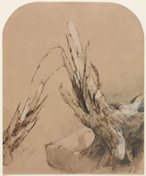 Un arbre foudroyé (recto) Plan d