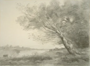 Arbre courbé près de l