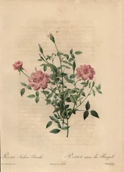 Rose miniature rose de Chine, Rosa chinensis
