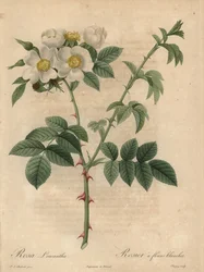 Rose blanche, Rosa leucantha