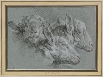 Trois têtes de mouton, éveillées et endormies