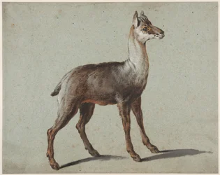 Chamois