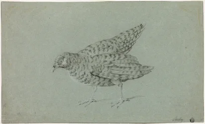 Perdrix