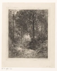 Paysage forestier