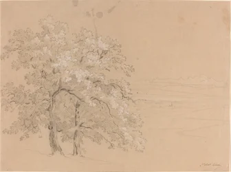 Arbres ensoleillés devant un paysage panoramique