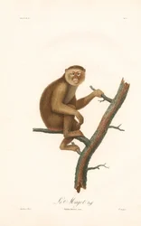 Macaque de Barbarie (Simia inuus)