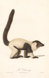 Lémurien à collerette noir et blanc (Lemur macaco)