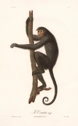 Atèle noir (Simia paniscus)