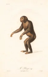 Chimpanzé (Simia troglodytes)