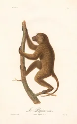 Babouin de Guinée grimpeur (Simia Sphinx, Variété a)